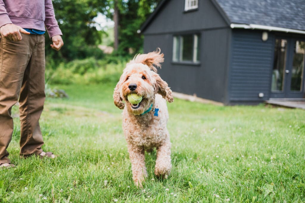 A labradoodle runs toward the camera with a tennis ball in its mouth while a person stands nearby. A joyful moment from everyday family life.